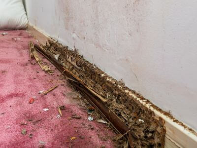 About water damage restoration service - burst pipe water damage experts in Boulder